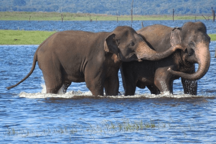 Kaudulla National Park