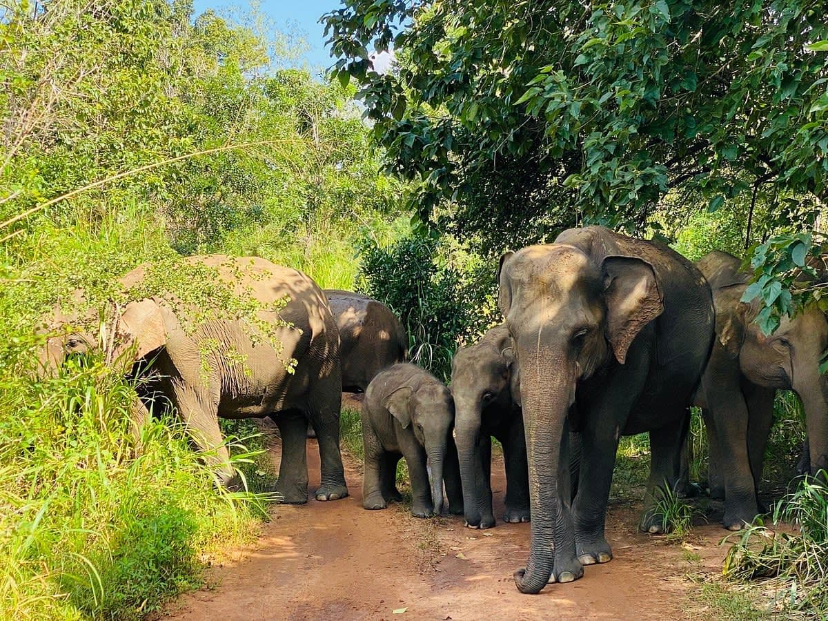 Hurulu Eco Park