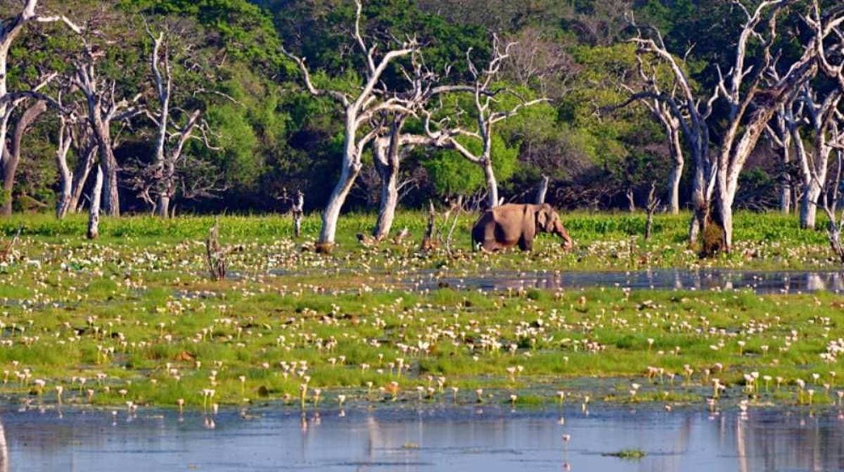 Hurulu Eco Park