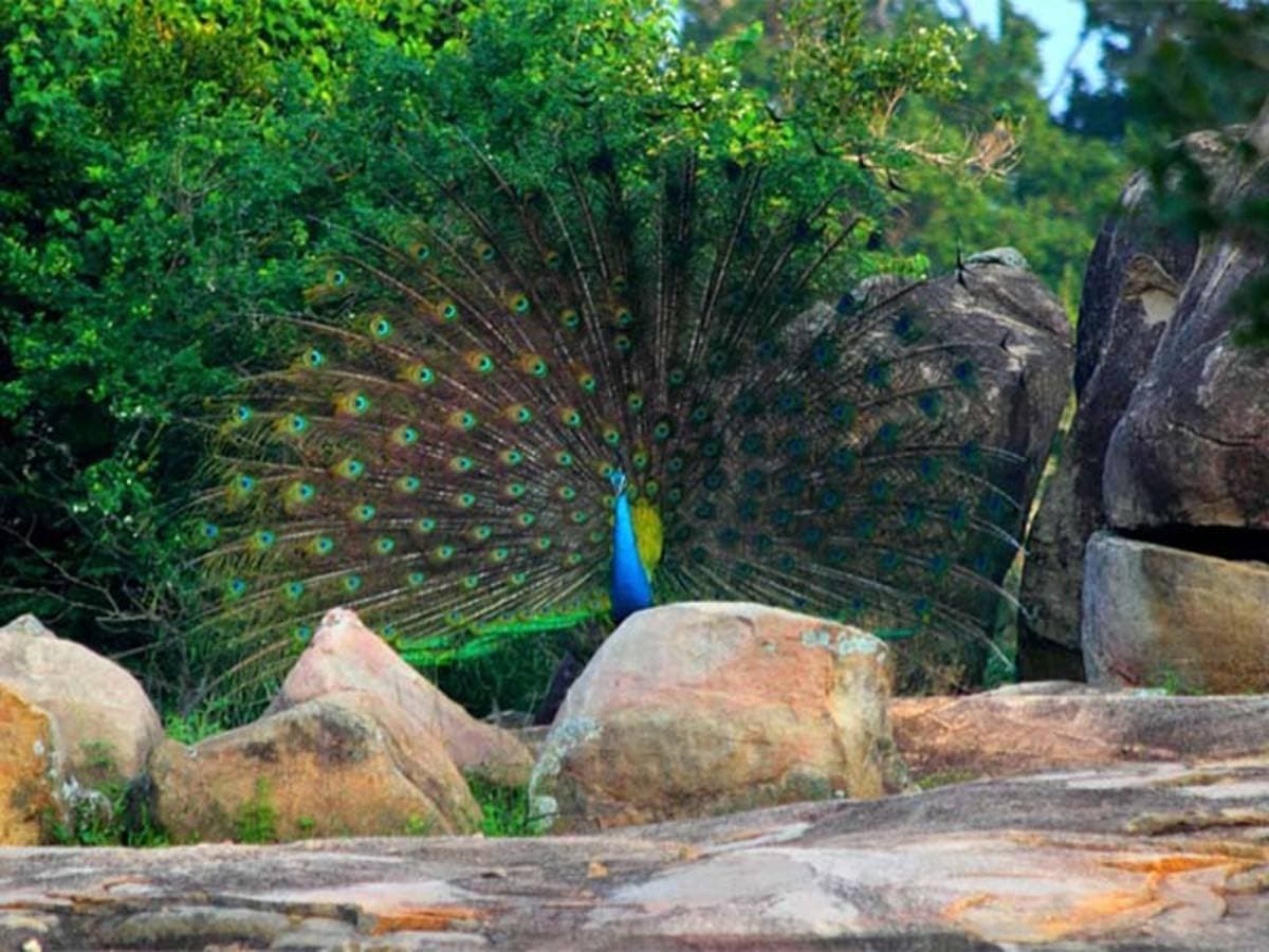 Hurulu Eco Park