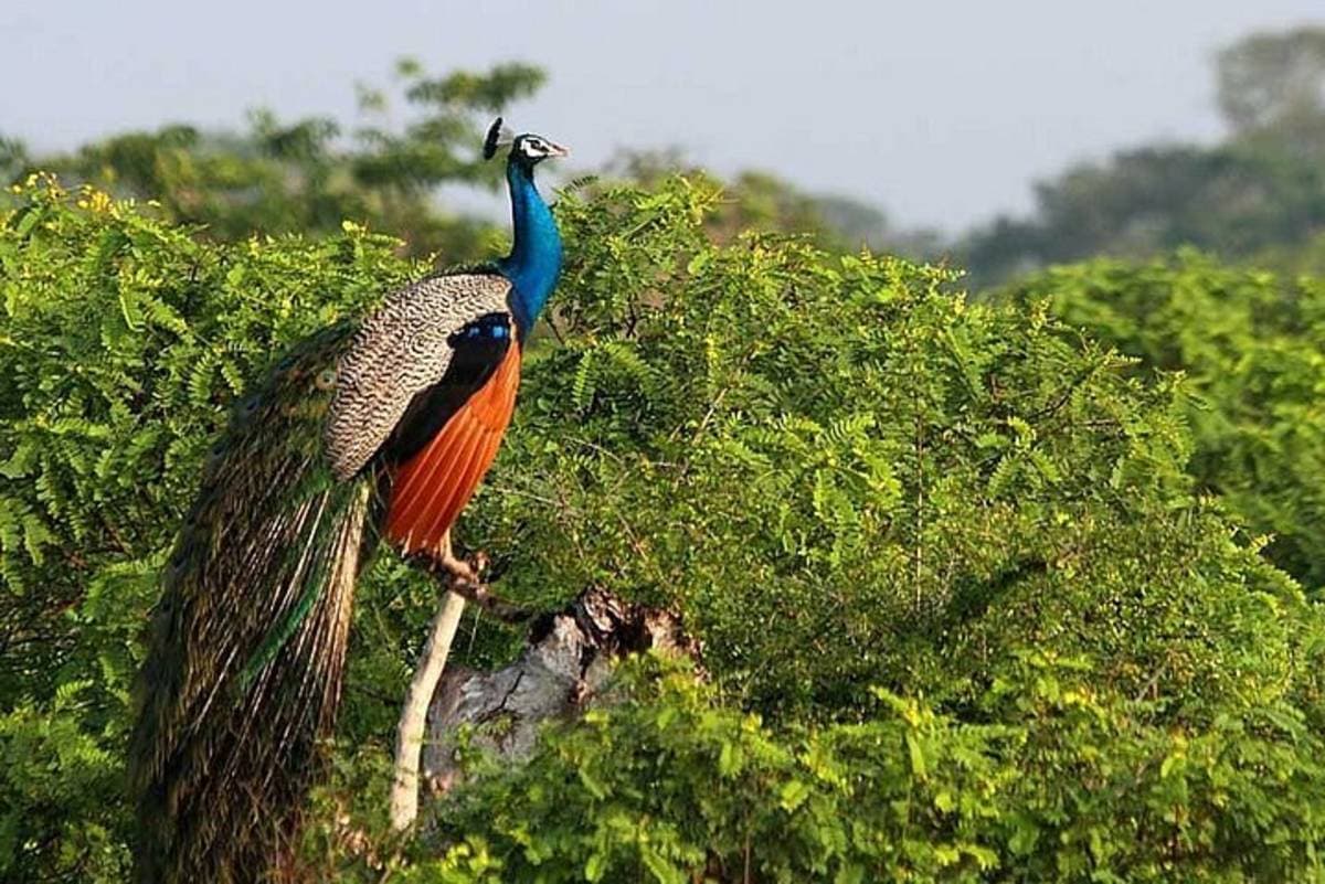 Hurulu Eco Park