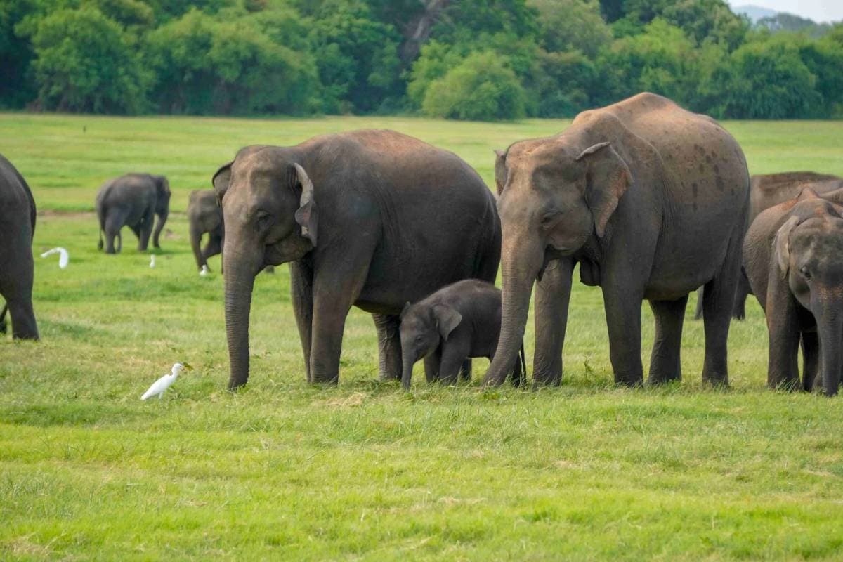Hurulu Eco Park