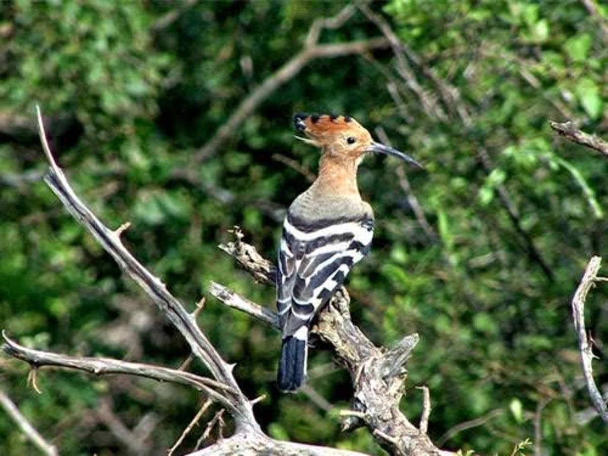 Kaudulla National Park