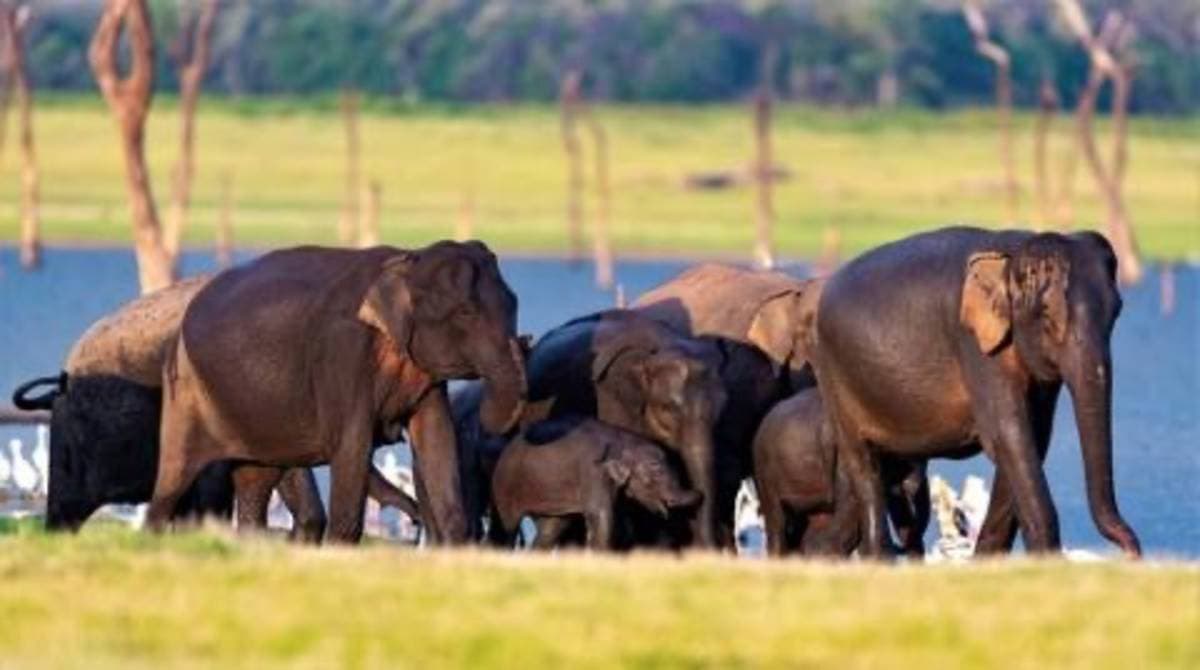 Kaudulla National Park