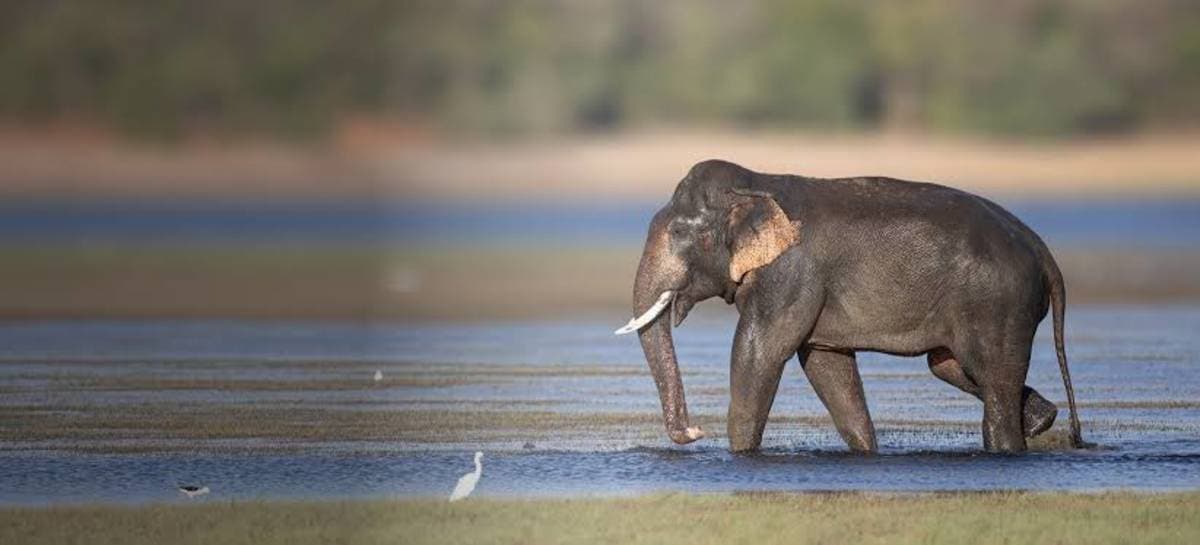 Kaudulla National Park – main