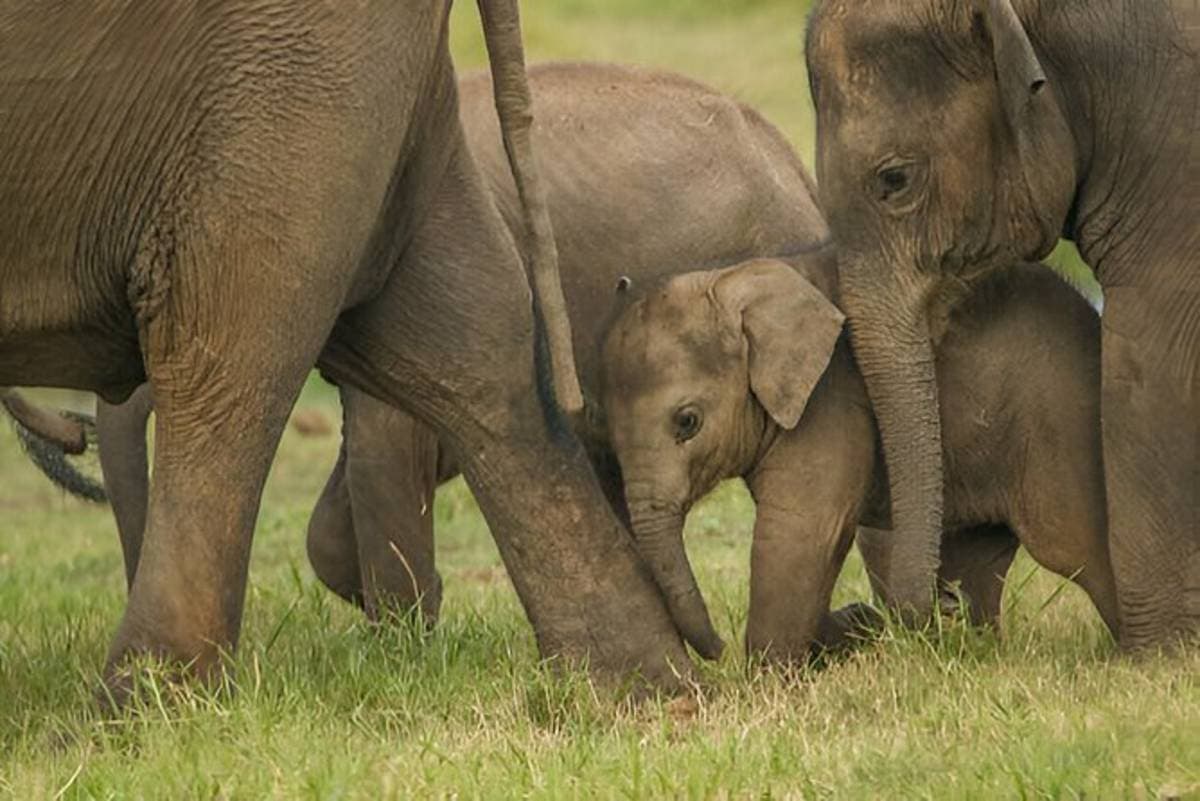 Minneriya National Park