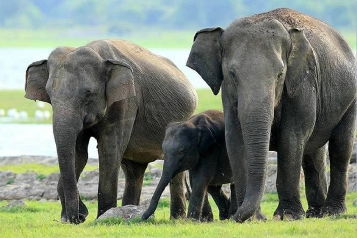Minneriya National Park