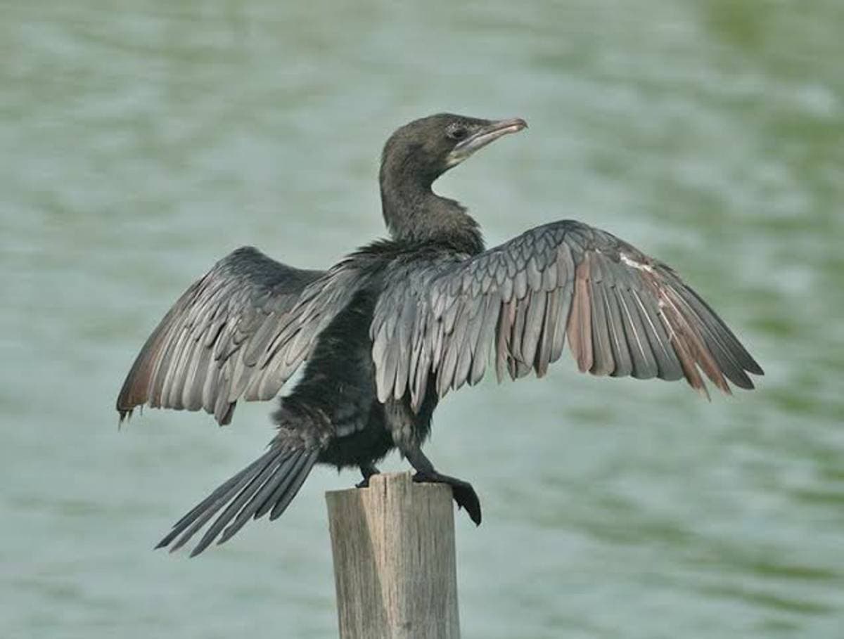Minneriya National Park
