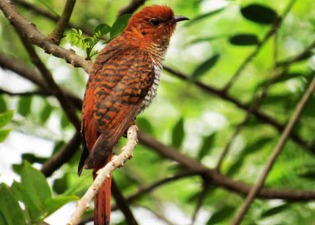 Minneriya National Park