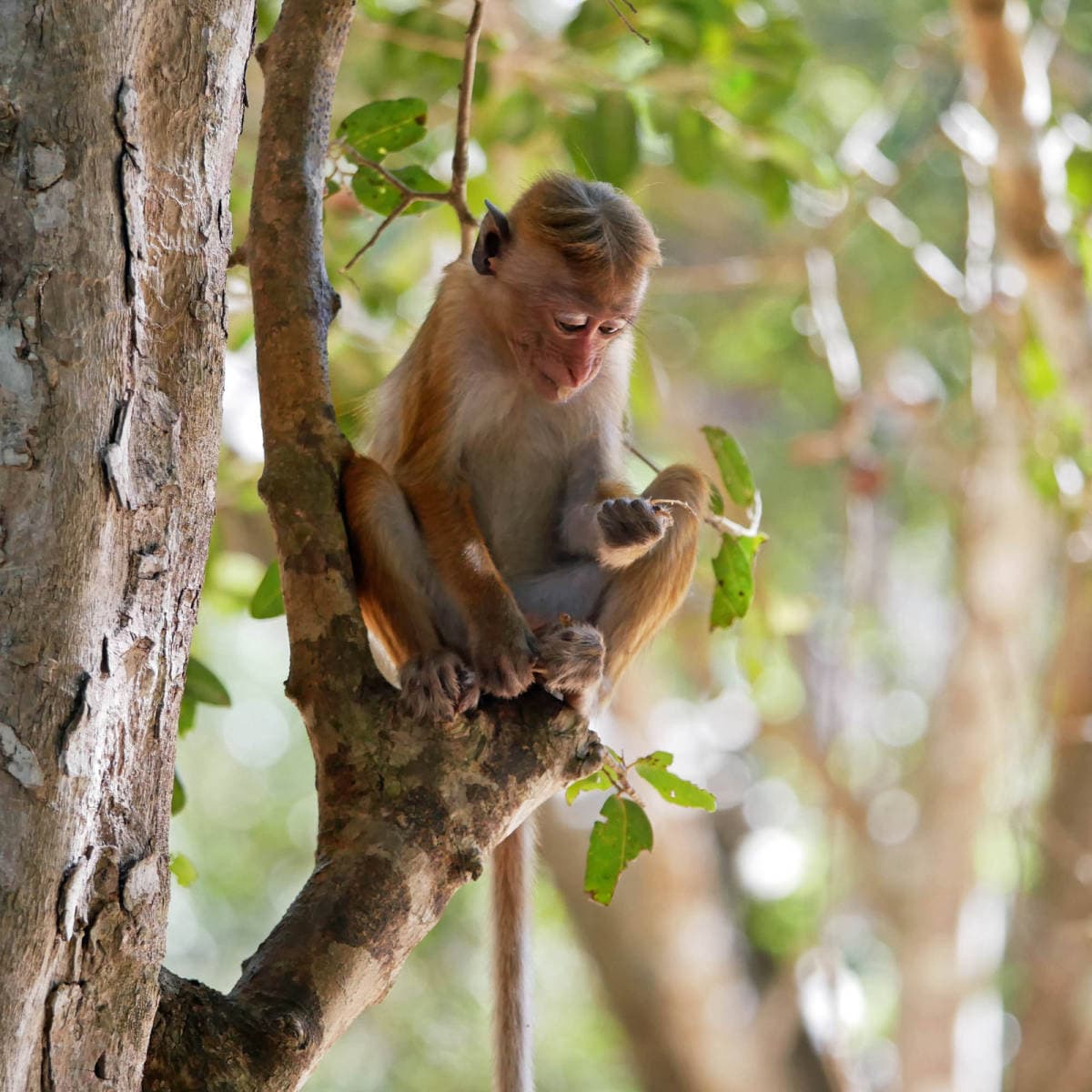 Minneriya National Park