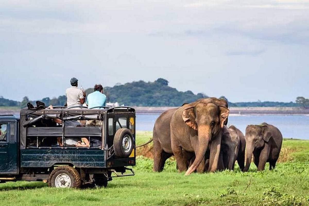 Minneriya National Park – main