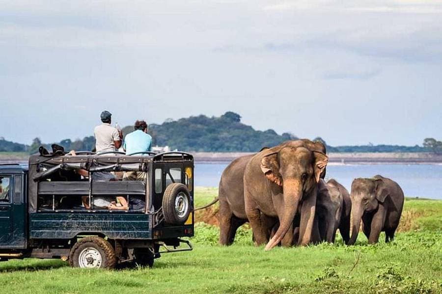 Sri Lanka safari wildlife with Island Safaris